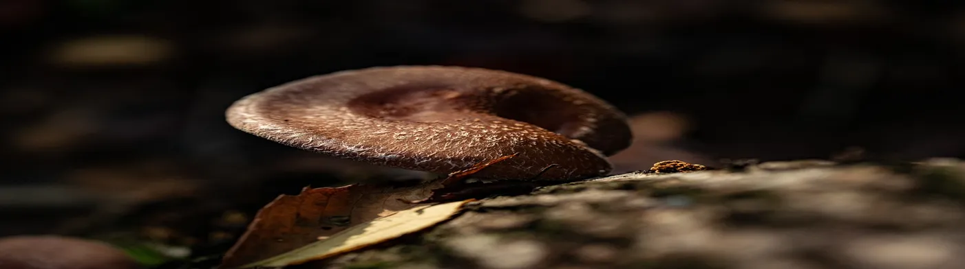 법무법인 서앤율